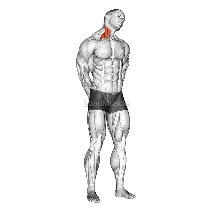 Extension And Inclination Neck Stretch demonstration