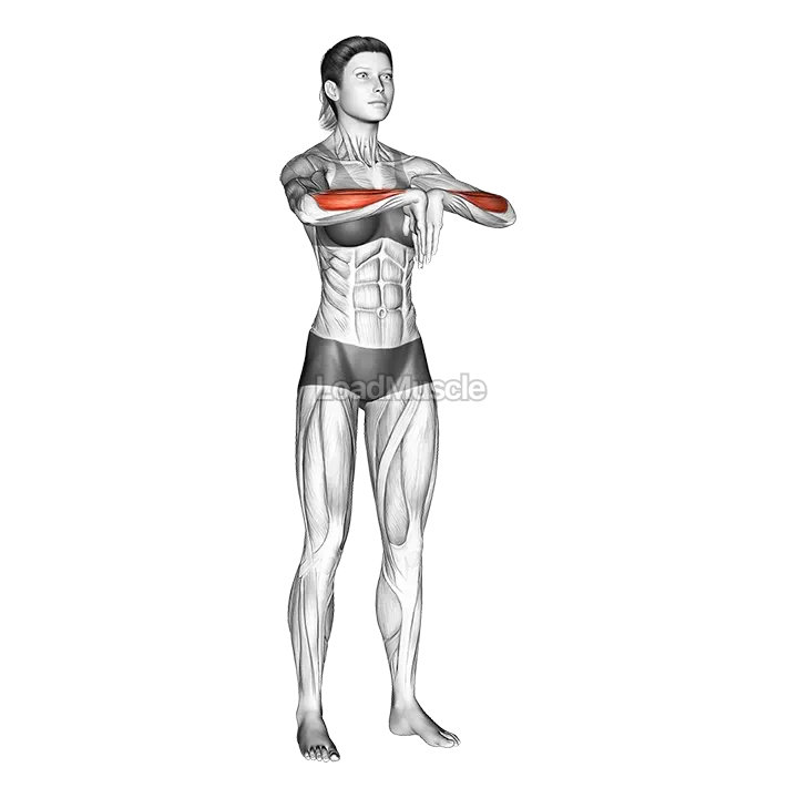 Wrist Extensor Stretch demonstration