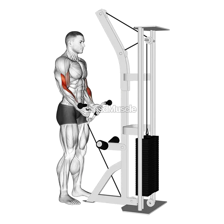 Cable Curl with Multipurpose V bar demonstration