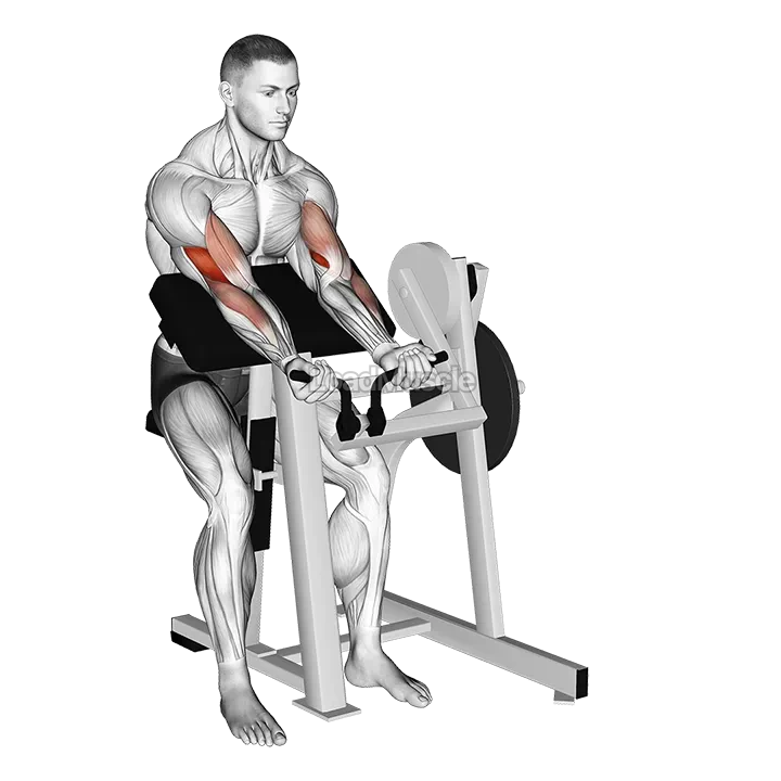 Lever Preacher Curl (plate loaded) demonstration