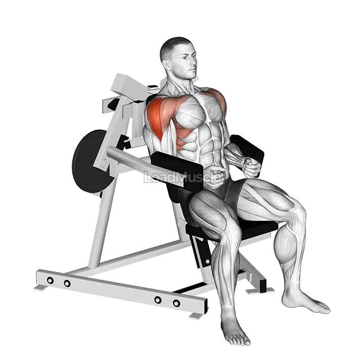 Lever Lateral Raise (plate loaded) demonstration