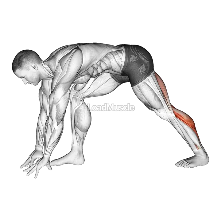 Crouching Heel Back Calf Stretch demonstration