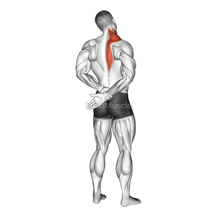 Adduction Of Arm In Back Stretch demonstration