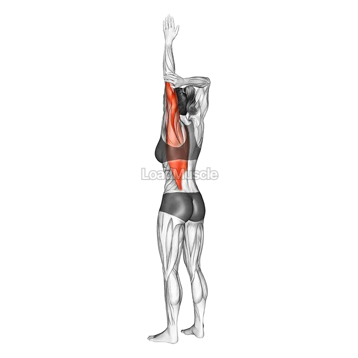 Shoulder Adductor Elevator And Protractor Stretch demonstration