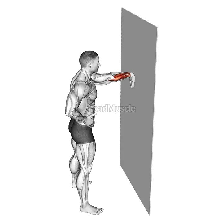 Wall Flexors Stretch demonstration