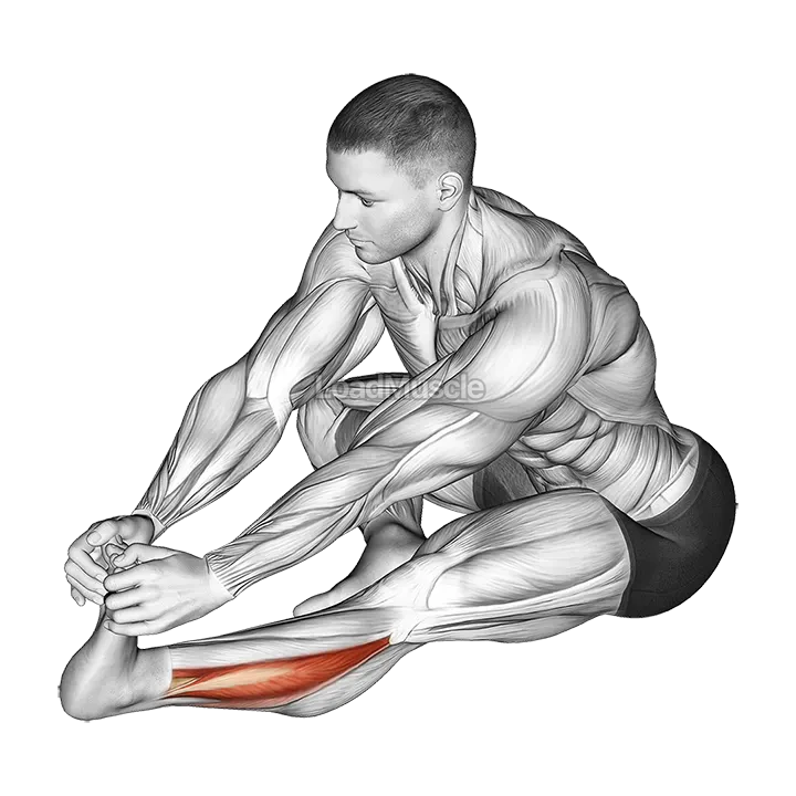 Sitting Toe Pull Calf Stretch demonstration