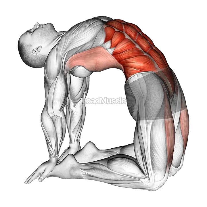 Hip Extension On Knees demonstration