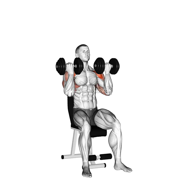 Dumbbell Arnold Press demonstration