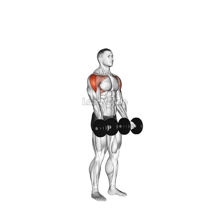 Dumbbell Standing Around World demonstration