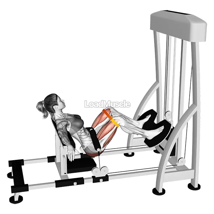 Lever Hip Thrust With Resistance Band demonstration