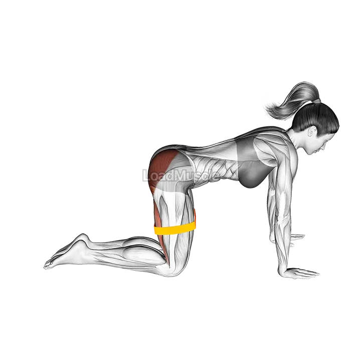 Resistance Band Bent Leg Kickback (Kneeling) demonstration