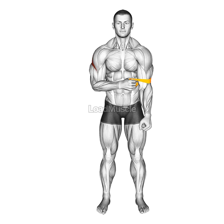 Resistance Band External Rotation demonstration