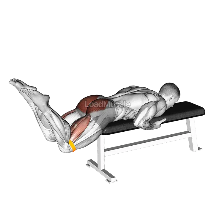 Resistance Band Reverse Hyperextension demonstration