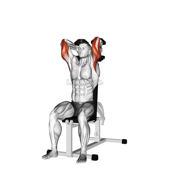Dumbbells Seated Triceps Extension demonstration
