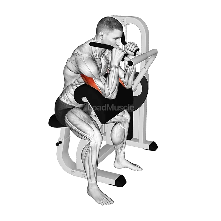 Lever Triceps Extension demonstration