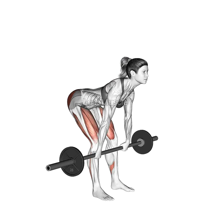 Barbell Romanian Deadlift demonstration