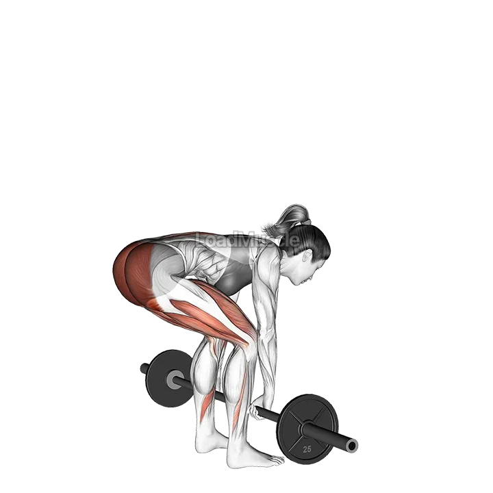Barbell Deadlift demonstration