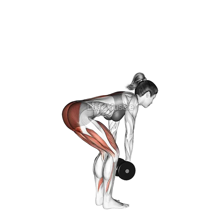 Dumbbell Romanian Deadlift demonstration