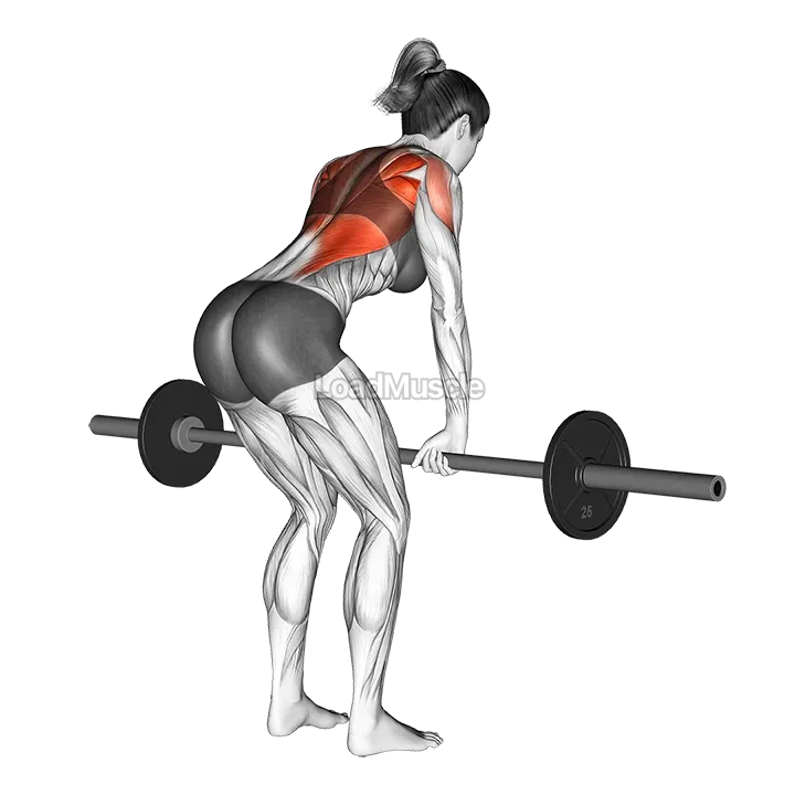 Barbell Bent Over Row demonstration