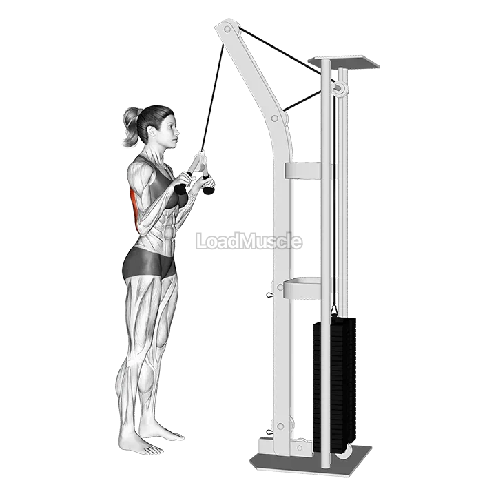 Cable-Triceps Pushdown (V-bar) demonstration