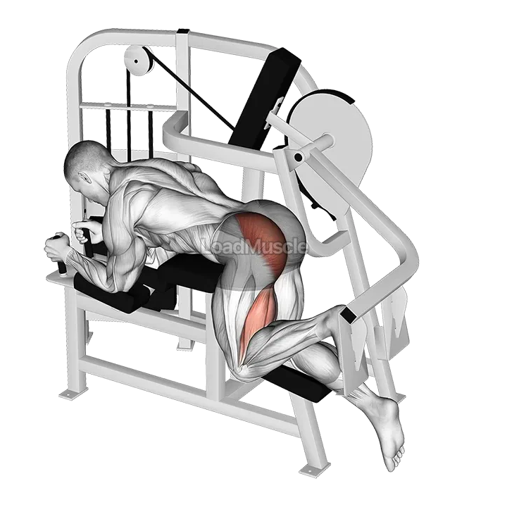Lever Hip Extension demonstration