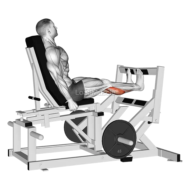 Lever Calf Press (plate loaded) demonstration