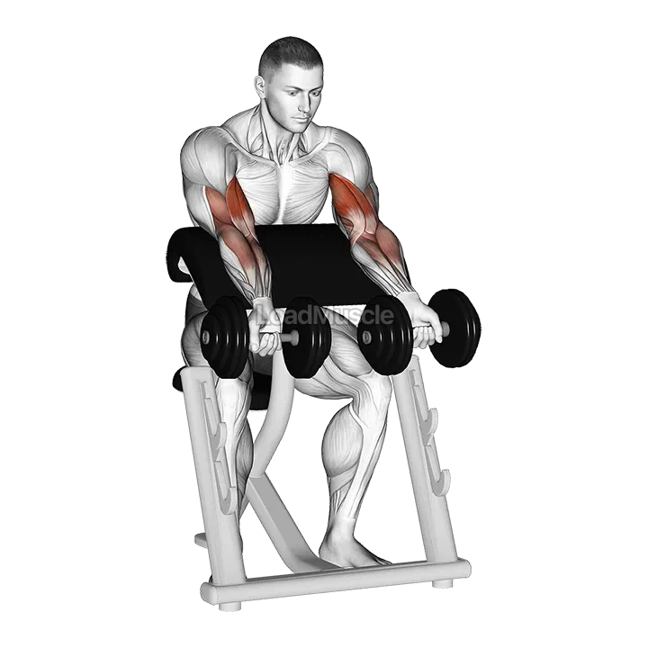 Dumbbell Zottman Preacher Curl demonstration