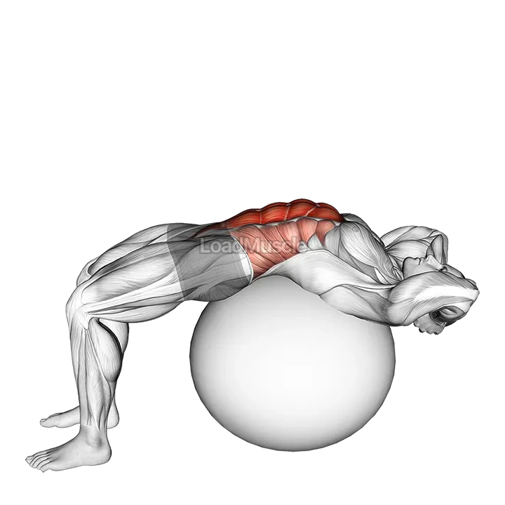 Stability Ball Crunch (Full range hands behind head) demonstration