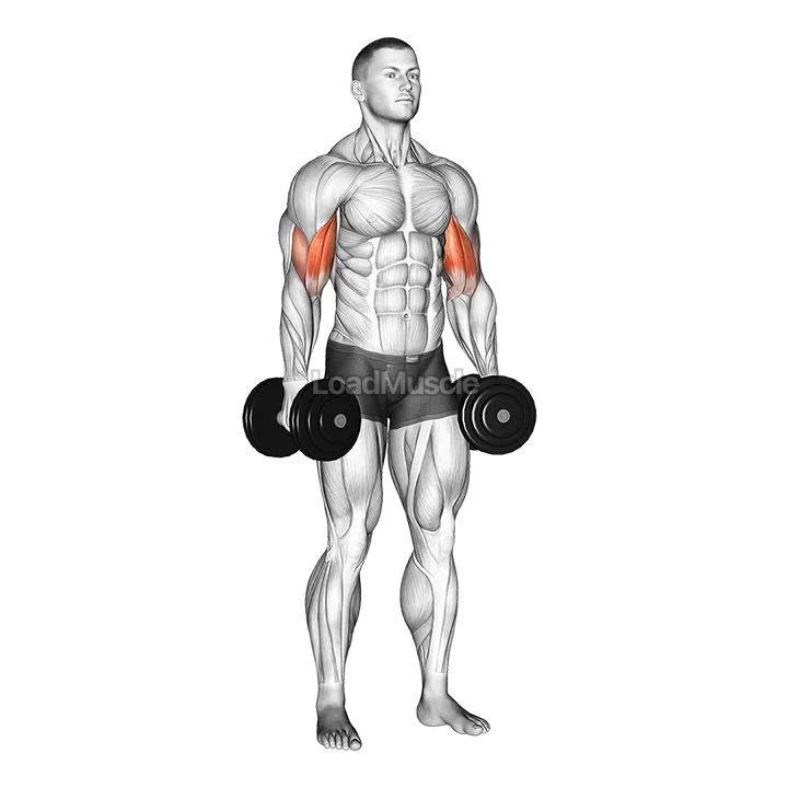 Dumbbell Standing Inner Biceps Curl demonstration