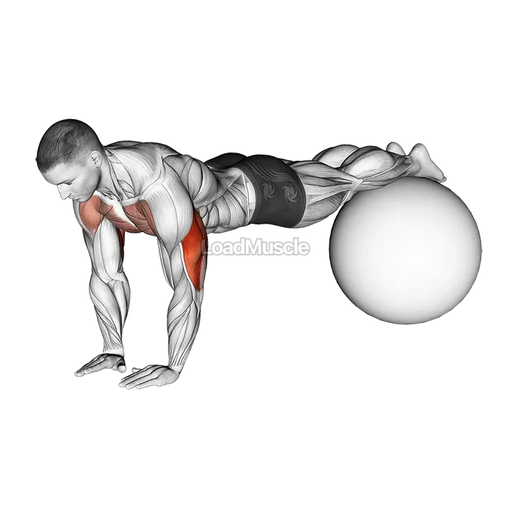 Narrow Push-Up on Exercise Ball demonstration