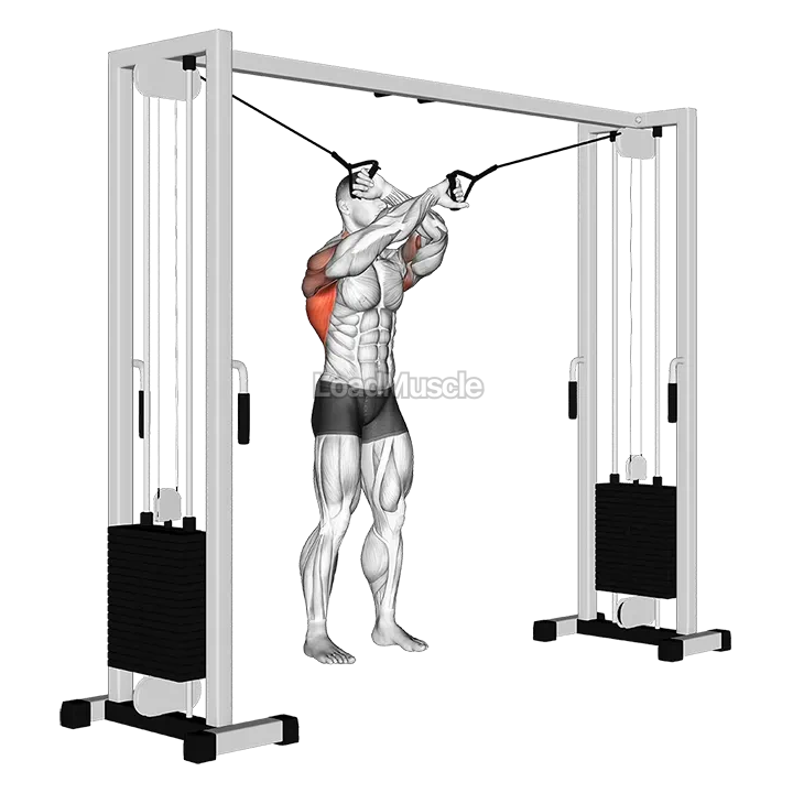 Cable Lat Pulldown Full Range Of Motion demonstration