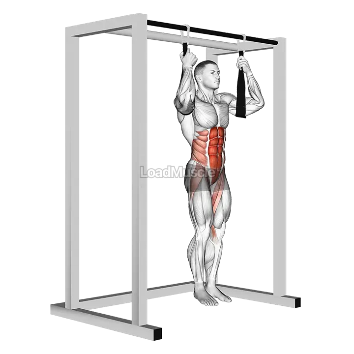 Arm slingers Hanging Bent Knee Legs demonstration