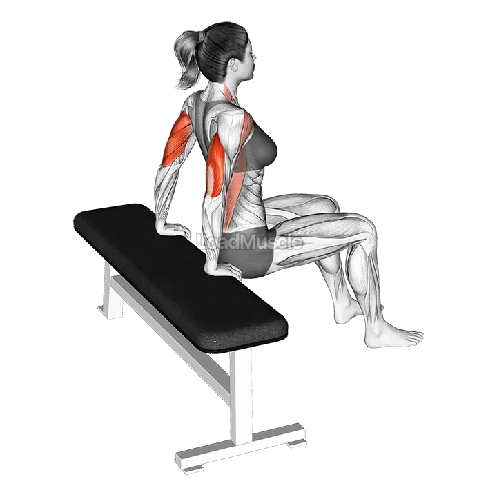 Bench Dip (knees bent) demonstration