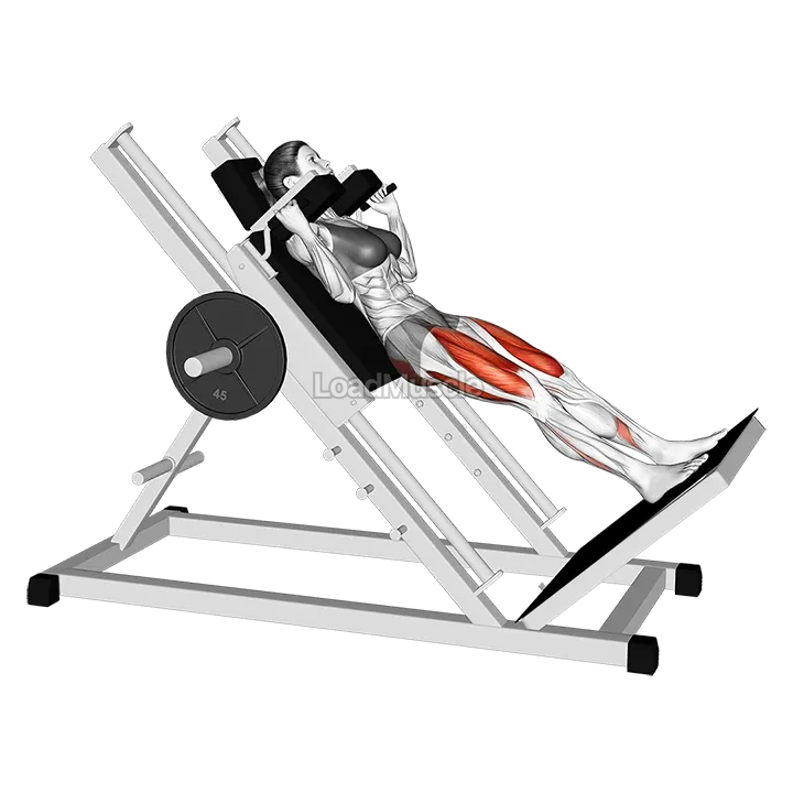 Sled Hack Squat demonstration