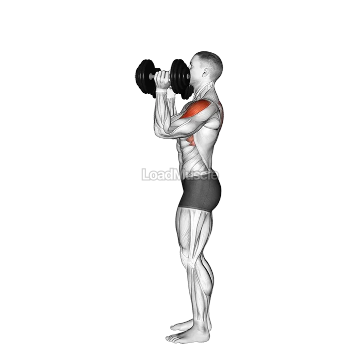 Dumbbell Scott Press demonstration