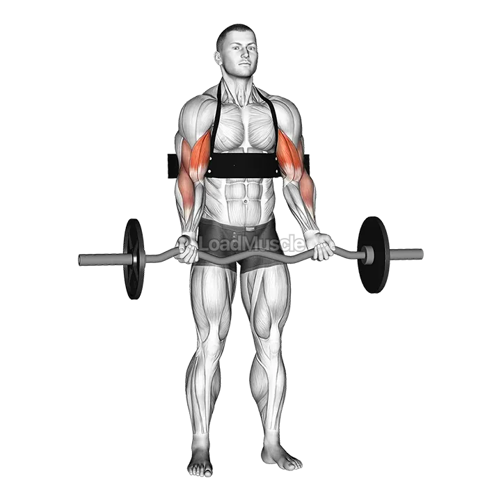 EZ-bar Biceps Curl (with arm blaster) demonstration