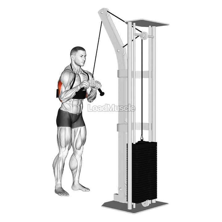 Cable Triceps Pushdown (V-bar) (with arm blaster) demonstration