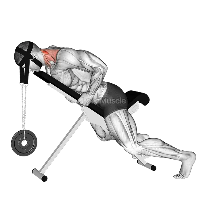 Weighted Lying Neck Extension (with head harness) demonstration