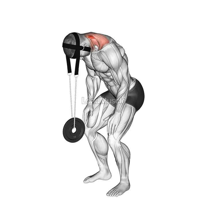Weighted Standing Neck Extension (with head harness) demonstration