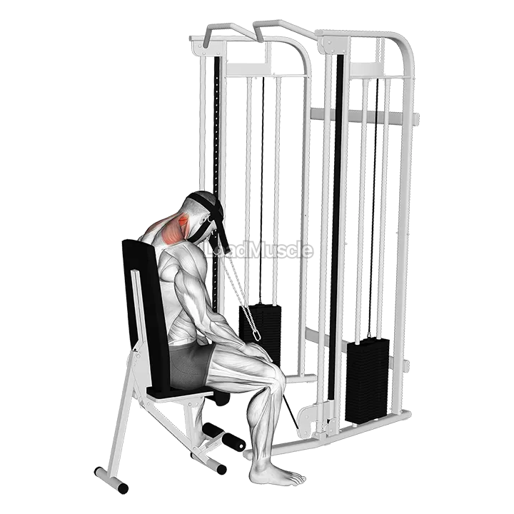 Cable Seated Neck Extension (with head harness) demonstration