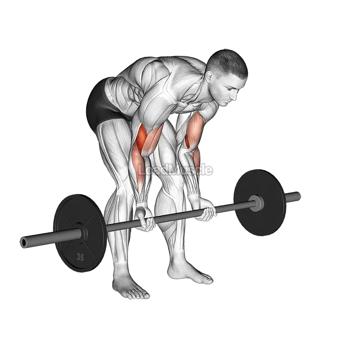 Barbell Standing Concentration Curl demonstration
