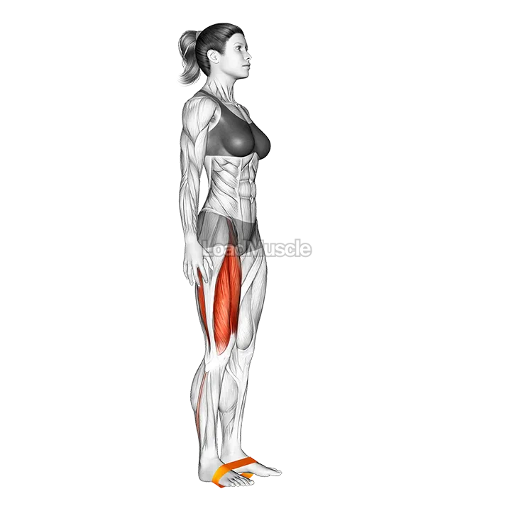 Resistance Band Leg Lift demonstration
