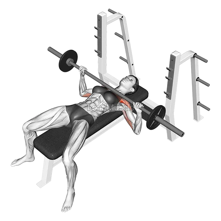 Barbell Bench Press demonstration