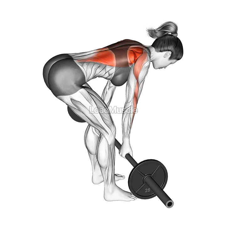 Barbell Reverse Grip Bent Over Row demonstration