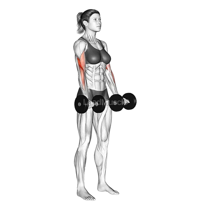 Dumbbell Biceps Curl demonstration