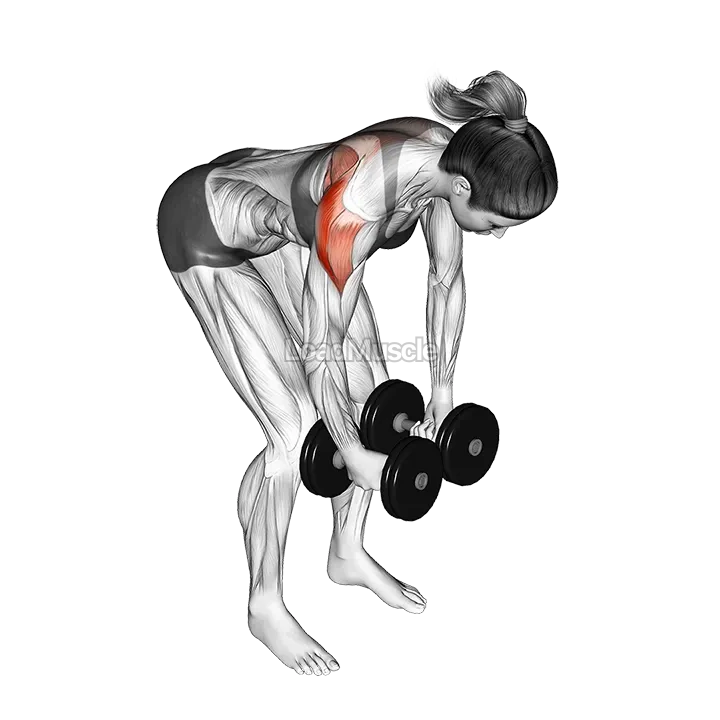Dumbbell Rear Delt Fly demonstration