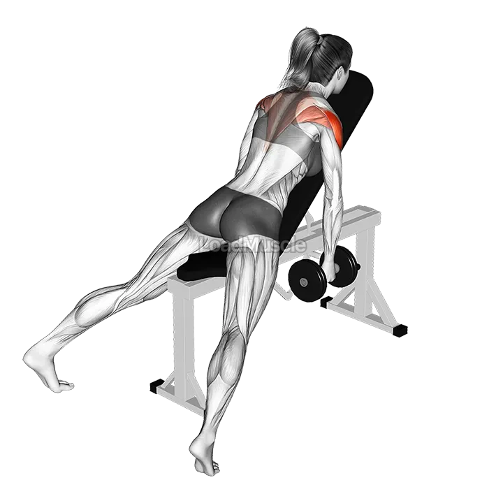 Dumbbell Incline Rear Fly demonstration