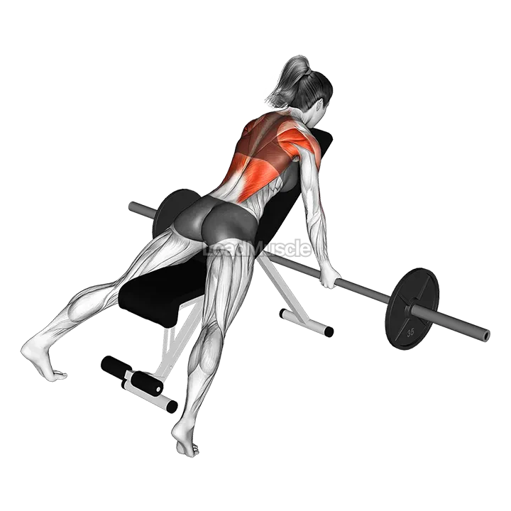 Barbell Reverse Grip Incline Row demonstration