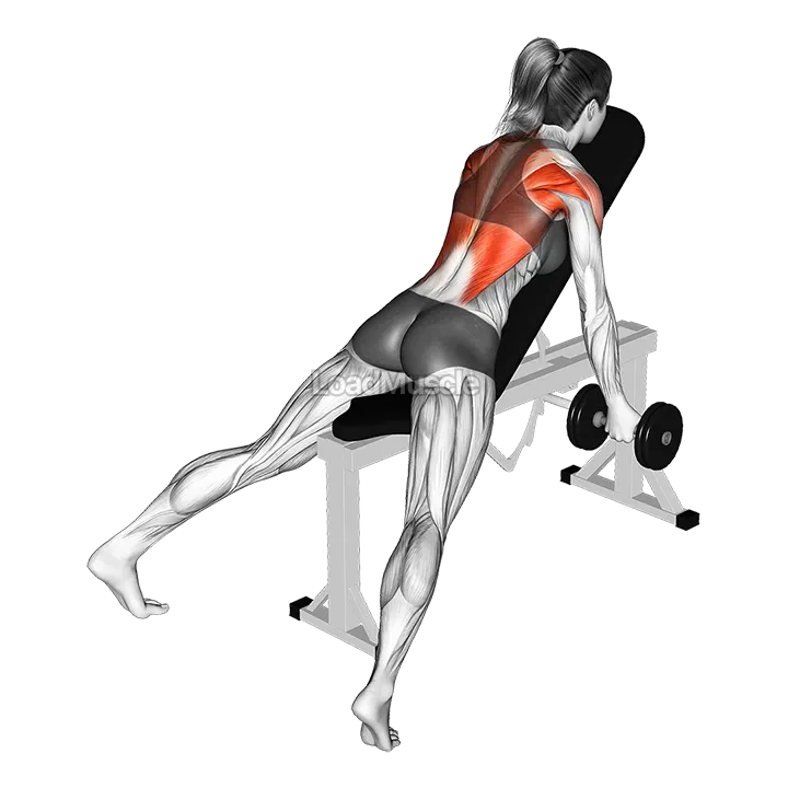 Dumbbell Reverse Grip Incline Row demonstration