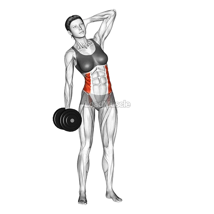 Dumbbell Side Bend demonstration